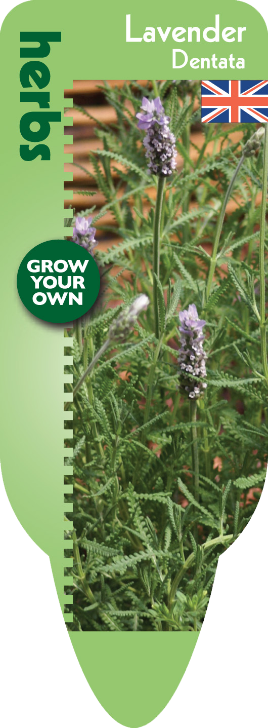 Gyo Herbs Lavender Dentata F - Herb (530x1437), Png Download