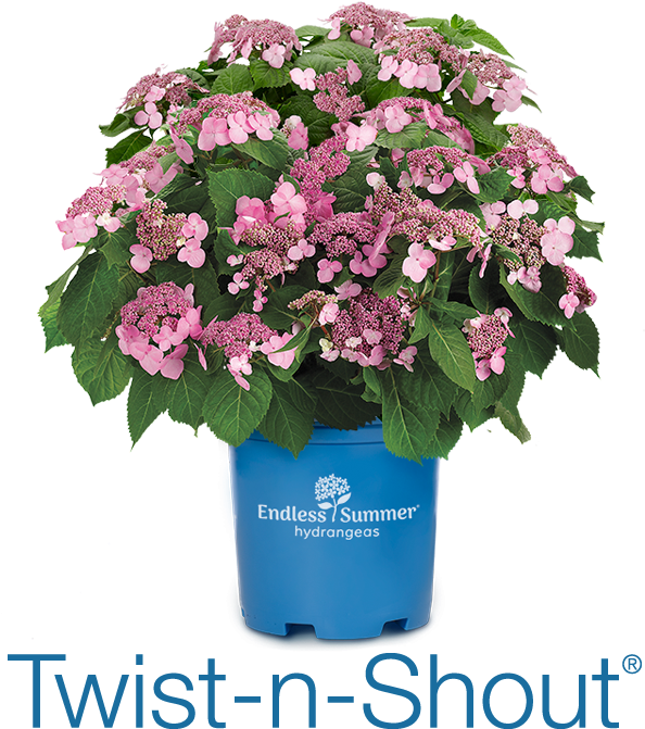Twist N Shout - Twist And Shout Hydrangea (640x720), Png Download