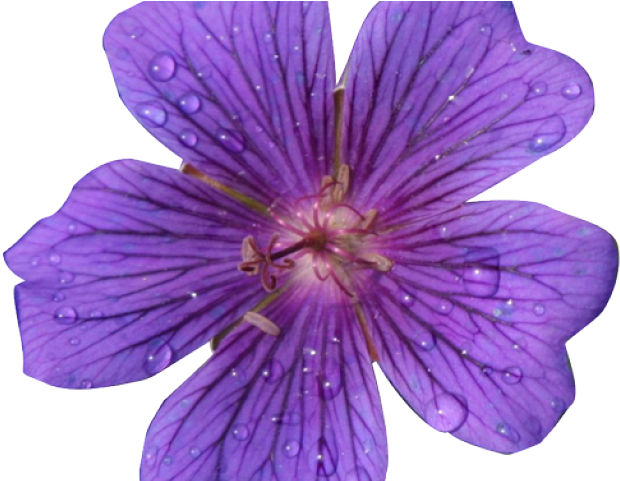 Lavender Clipart Flower Realistic - Realistic Flowers Clip Art (640x480), Png Download