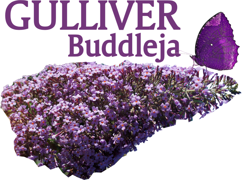 Buddleja Davidii 'gulliver'pbr Eu - Summer Lilac (1000x738), Png Download