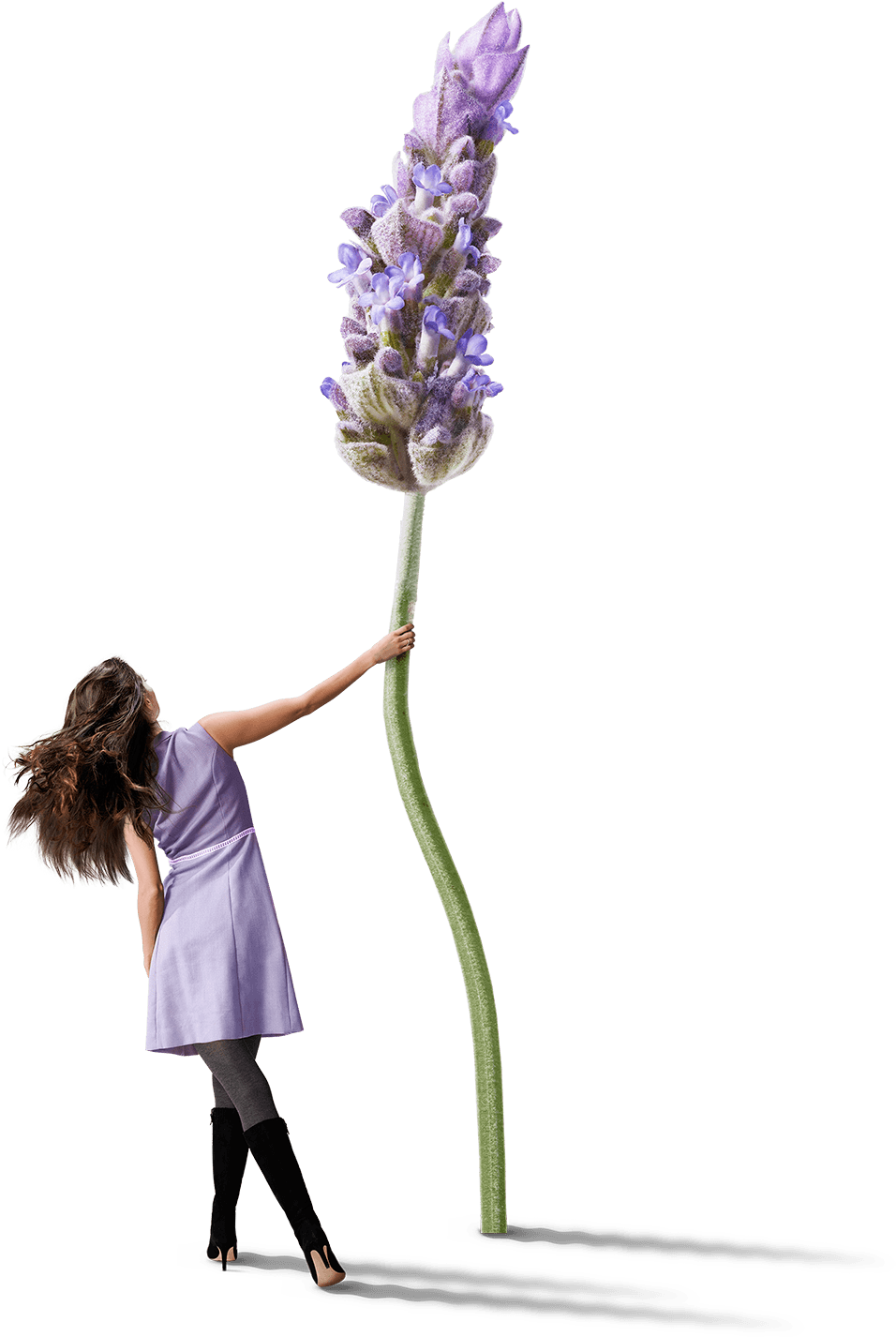 Lavender, For Mobile Wallace Cox - Dry Sparkling Soda Co (1280x1425), Png Download