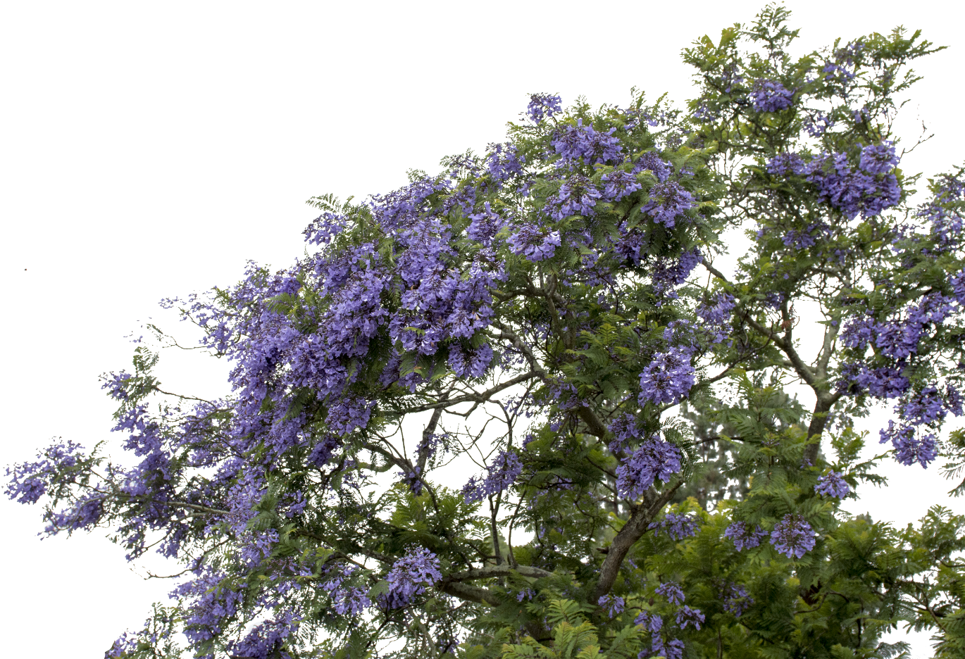 Report Abuse - Wisteria (1535x1024), Png Download