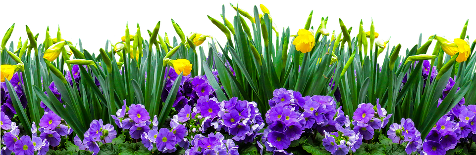 Nature, Time Of Year, Spring, Flower, Isolated - Iris (960x480), Png Download