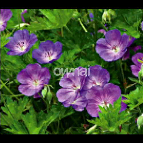 Geranium Flower Nurseries - Crane's-bill (740x500), Png Download