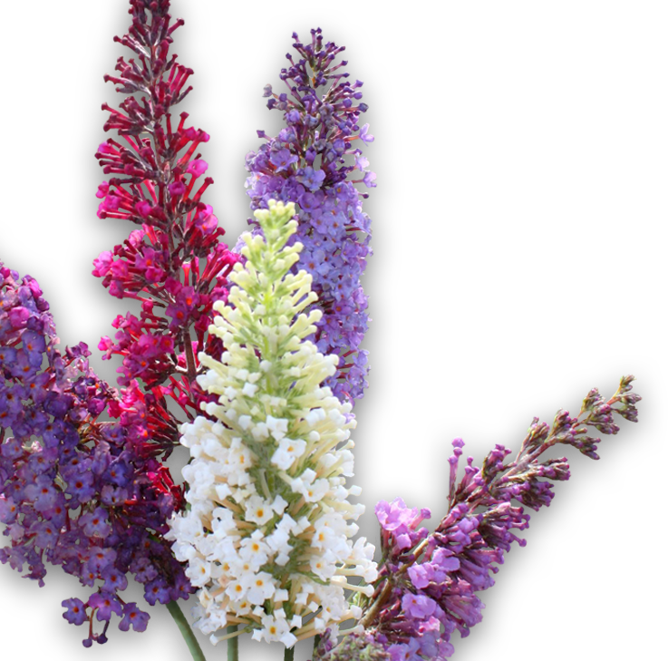 Butterfly Bushes Png (737x729), Png Download