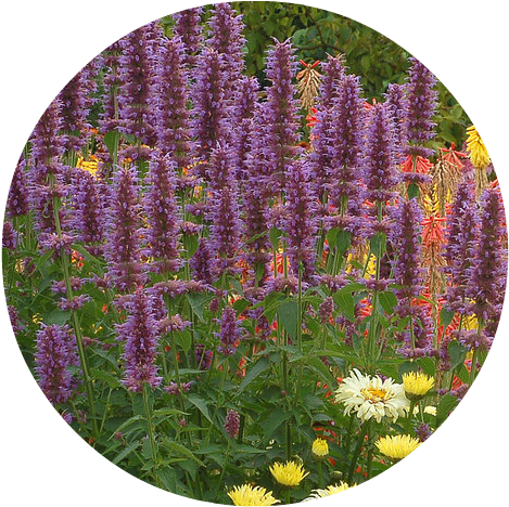 Agastache Blue Boa Herbeins Garden Center Pa - Agastache Plant - Blue Boa (500x500), Png Download