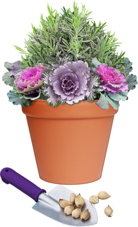 Autumn - Persian Buttercup (279x459), Png Download