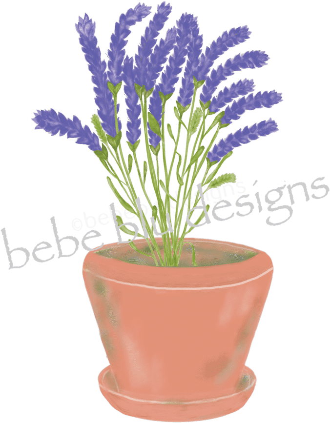 Lavender In Clay Pot - Lavender (723x1024), Png Download
