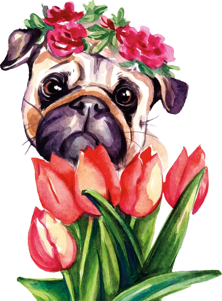Report Abuse - Pug (712x964), Png Download