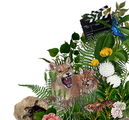 Maile Hulihan Presents Trinity Of Bitches - Chrysanths (524x486), Png Download