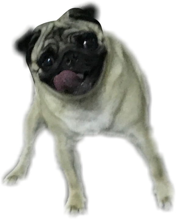 Report Abuse - Pug (577x717), Png Download