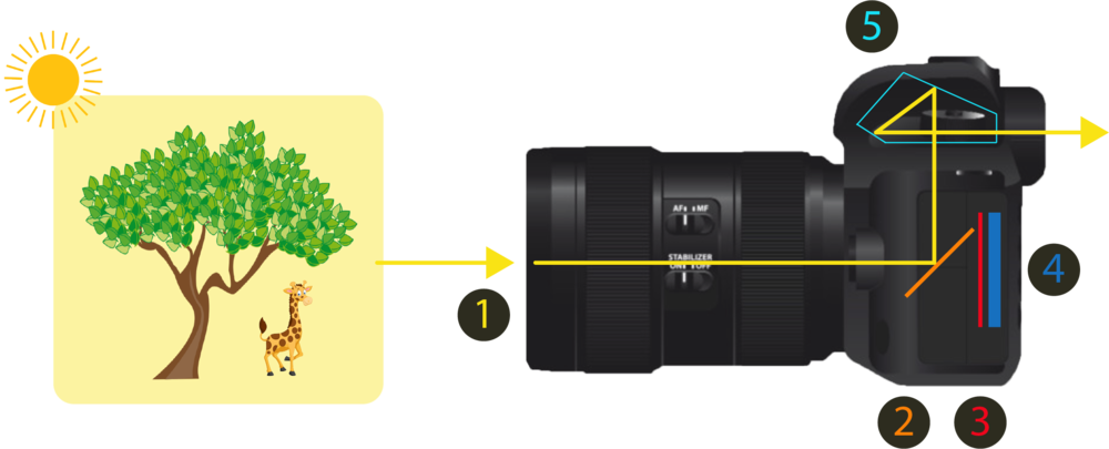Light Long Exposure Behaves Picturesque Png Light Png - Cartoon Tree With Green Leaves 1 25 Magnet (1000x405), Png Download