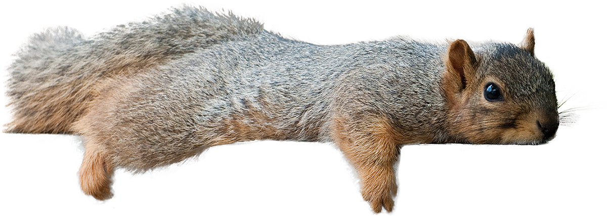 Squirrel Laying Down [1209 × 434] - Squirrel Transparent (1209x434), Png Download
