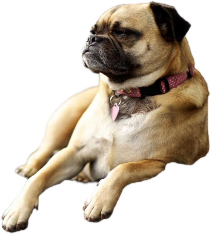 Dog Laying Down [856 × 950] - Backgrounds For Macs Animals (728x808), Png Download