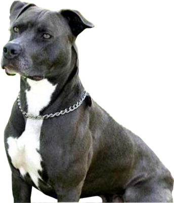 Pitbull Puppy Png Psd Detail - American Pit Bull Terrier Preto (344x400), Png Download