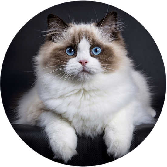 Seal Bicolor Ragdoll Cat - Gato Ragdoll (550x550), Png Download