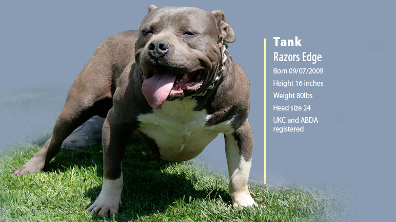 Over The Past Few Years, The Dog Breeding Industry - Pit Bull (772x432), Png Download