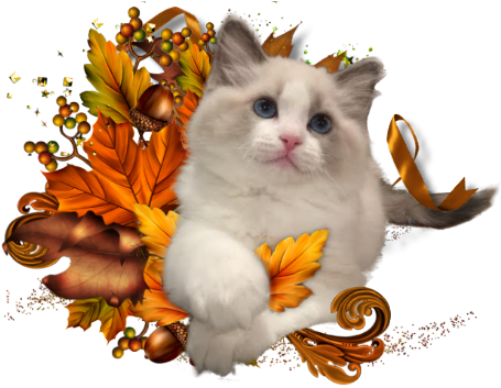 Ragdoll Kittens Ab Canada - Ragdoll (472x352), Png Download