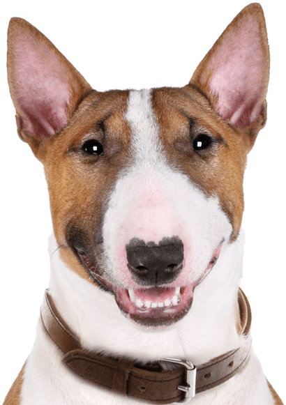 Bull Terrier - Dog (565x585), Png Download