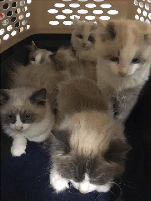 These Kittens Were Found With Their Mom, Abandoned - Himalayan (800x750), Png Download