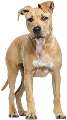 Image Du Blog - American Staffordshire Terrier (360x436), Png Download