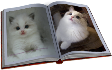 Rastaban In The Shopping Cart - Kitten (425x283), Png Download