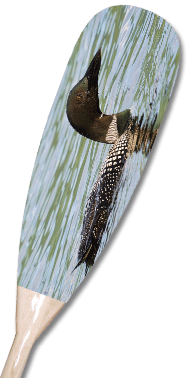 Loon Paddle - European Swallow (375x750), Png Download