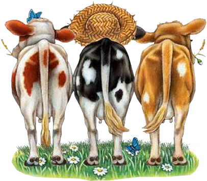 Tubes Y Dibujos Divertidos De Vacas - Imagens Divertidas De Vacas (434x434), Png Download
