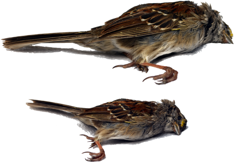 Dead Bird Png Stock Dsc 0459 N 0465 By Annamae22 Pluspng - Death Bird Png (1098x727), Png Download