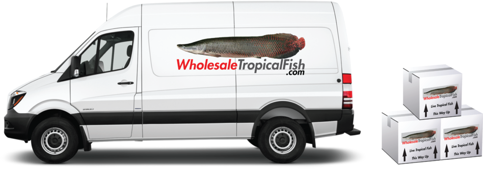 Van - Mercedes Sprinter (1000x547), Png Download