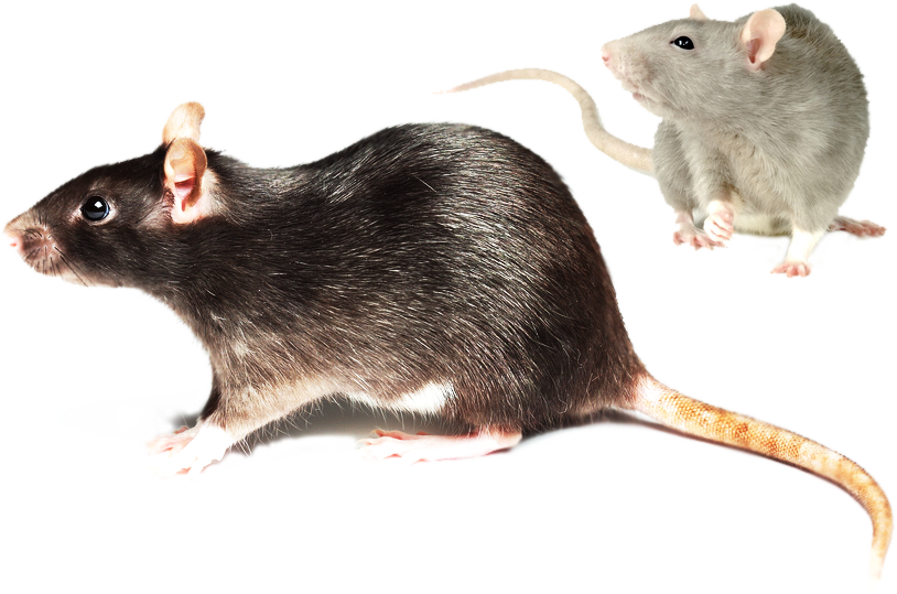 ”rat - Plamy Na Ogonie U Szczura (814x539), Png Download