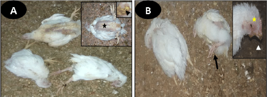 Representative Photo Showing Dead Non-vaccinated Birds - Chicken (850x311), Png Download