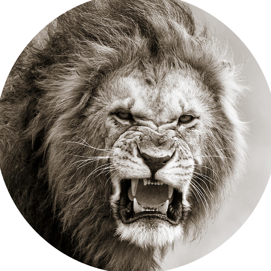 Lion Banner - Male Lion I Masai Mara Kenya (899x900), Png Download