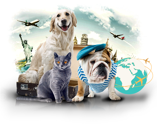 Home Boarding Shipping Pets - United States Of America (665x557), Png Download