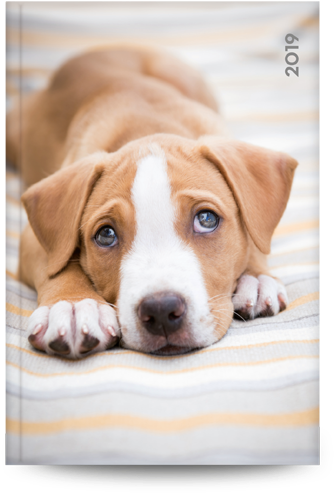 Puppy (381x517), Png Download