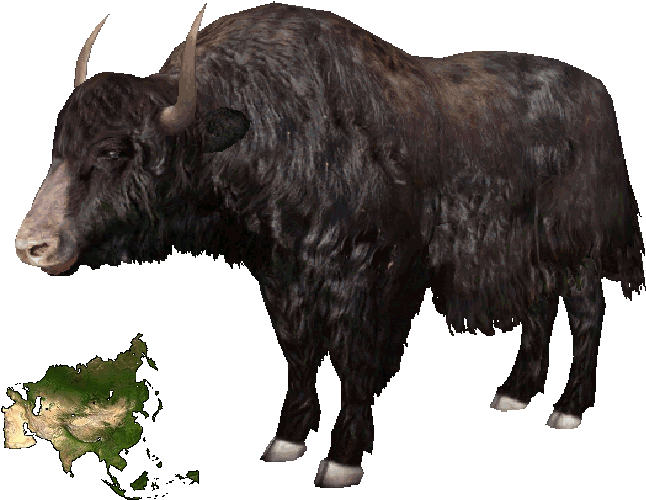 Wild Yak - Domestic Yak (645x645), Png Download