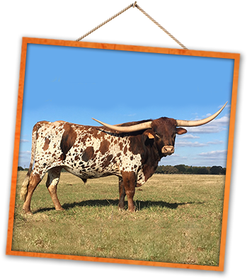 Welcome To Ross Ranch Horns - Texas Longhorn (358x397), Png Download