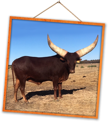 Will Ross Rossranchhorns@gmail - Longhorn Bulls In Az (357x397), Png Download
