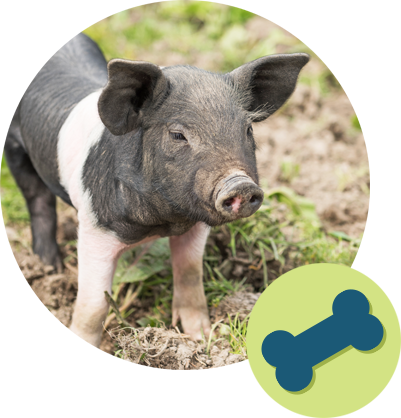 Winding Road Kennel Pet Boarding Rates - Food (401x418), Png Download