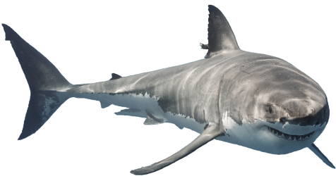 Shark - Shark Png (492x256), Png Download