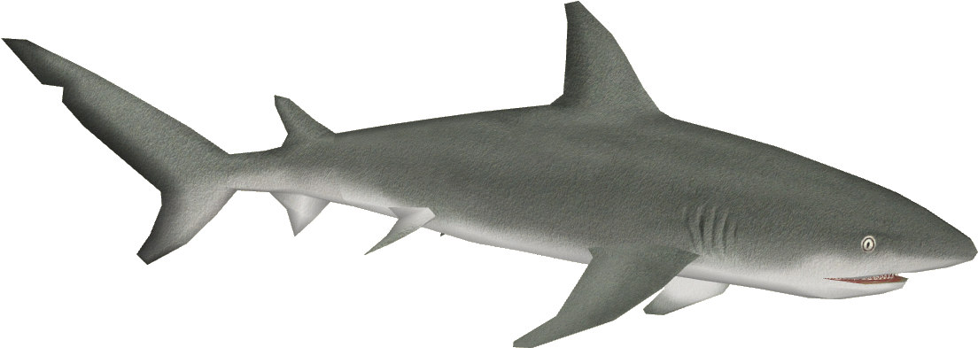 Galapagos Shark - Gray Reef Shark (1103x1103), Png Download