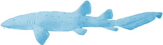 Whale Shark (560x300), Png Download