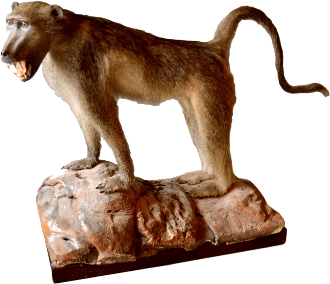 Free Png Baboon Png Images Transparent (851x602), Png Download