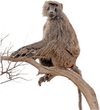 Free Png Baboon Free S Png Images Transparent - Portable Network Graphics (480x523), Png Download