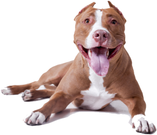 Pit Bull-type Dogs Typically Have A Powerful, Blockish - American Pitbull Terrier Png (564x400), Png Download