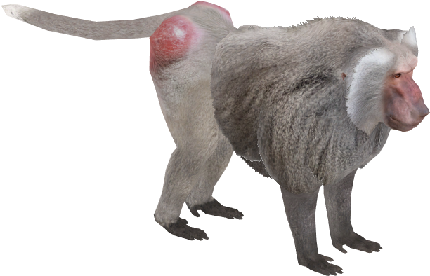 Hamadryas Baboon M - Hamadryas Baboon (611x611), Png Download