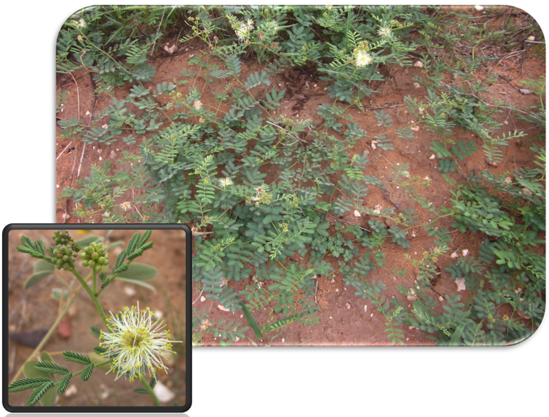 Cooley's Bundleflower Is Distinguished By The Crater-like - Chihuahua (797x605), Png Download