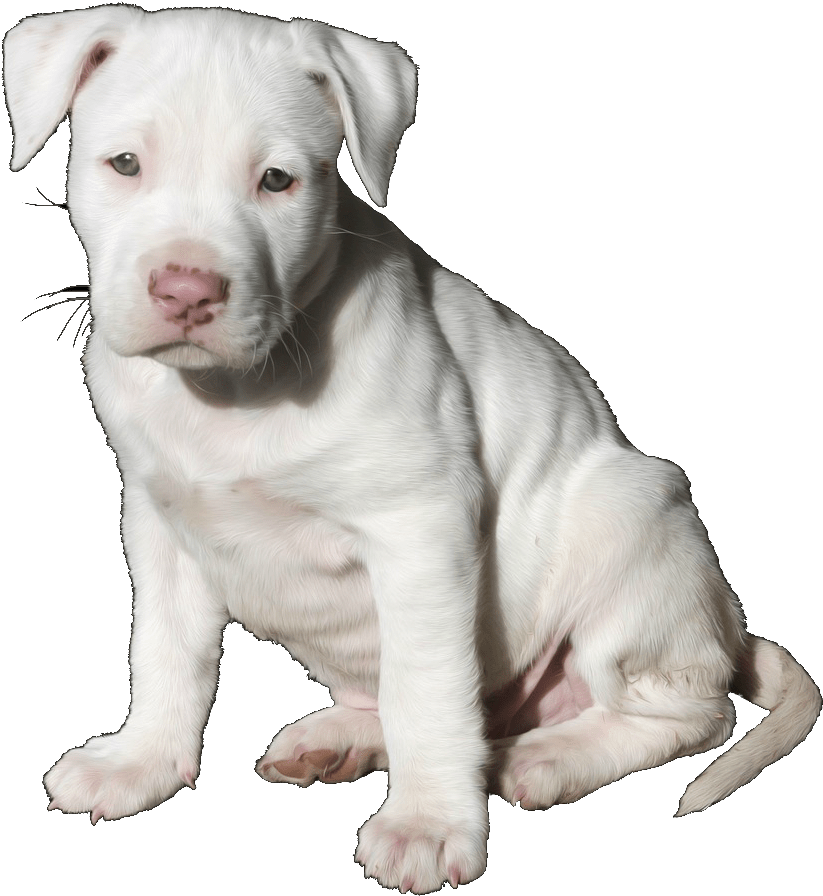 Pit Bull Pup Trans - Cute White Pitbull Puppy (1280x964), Png Download