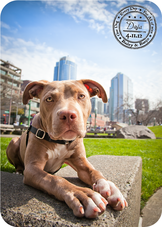 Doja - April 11 - Pitbull Puppy - Puppy (715x972), Png Download
