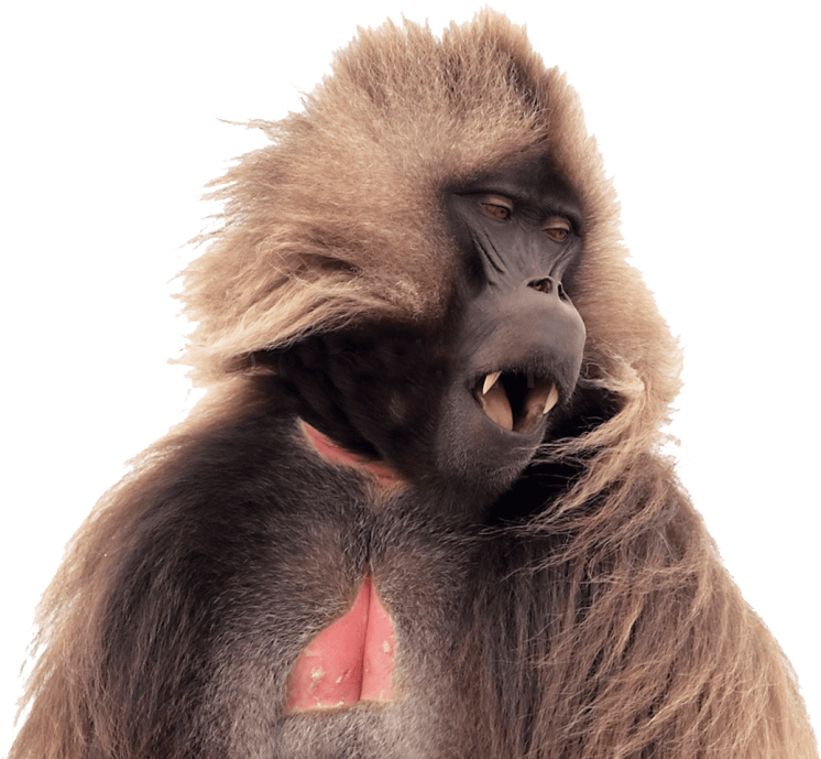 Free Png Baboon No Png Images Transparent - Gelada Baboon Png (850x719), Png Download